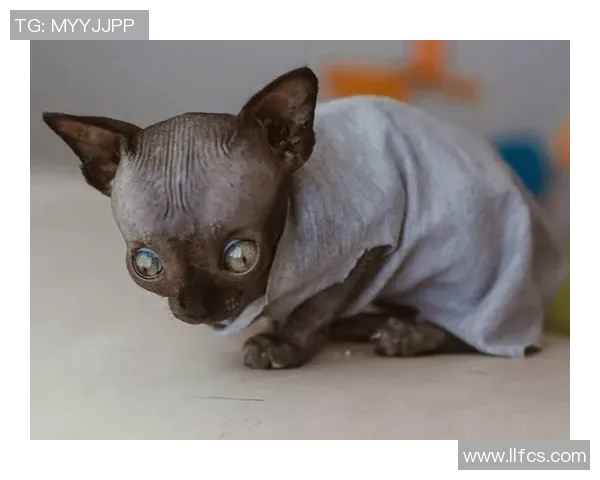 足球明星的猫竟然成为社交媒体的焦点引发众多粉丝围观和热议